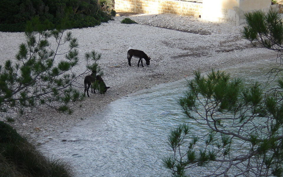 A la cala, acuden burros y cabras en busca de comida y agua